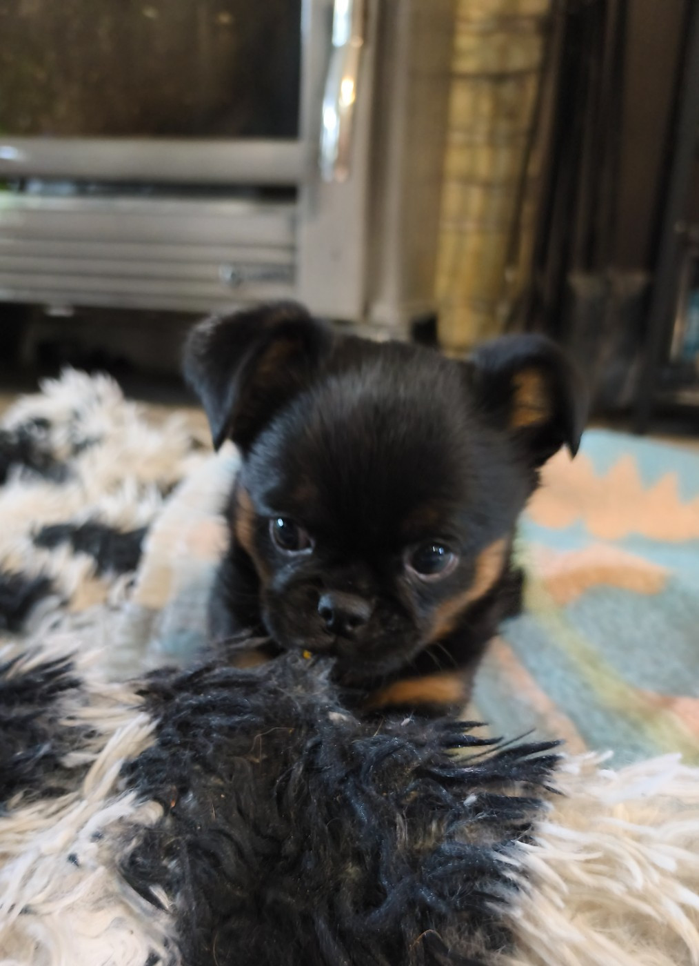 De La Maison De Rasta - Chiots disponibles - Petit Brabançon